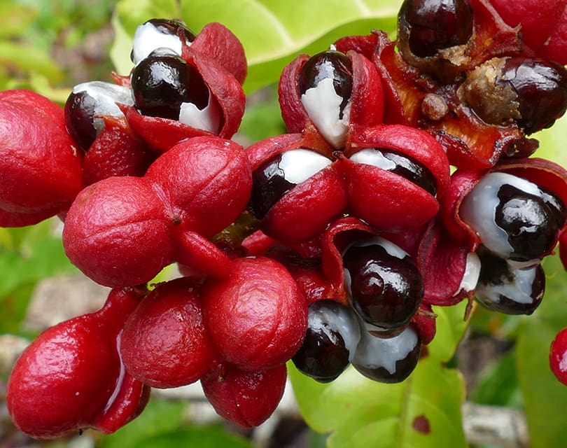 guarana